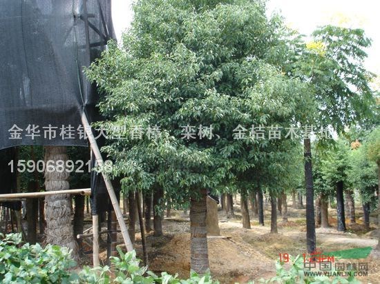 截桿香樟3報(bào)價(jià)/浙江截桿香樟3報(bào)價(jià)