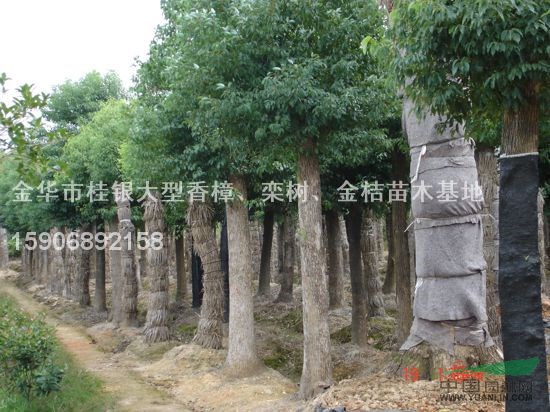 截桿香樟4報(bào)價(jià)/浙江截桿香樟4報(bào)價(jià)