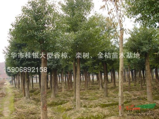 截桿香樟4報(bào)價(jià)/浙江截桿香樟4報(bào)價(jià)