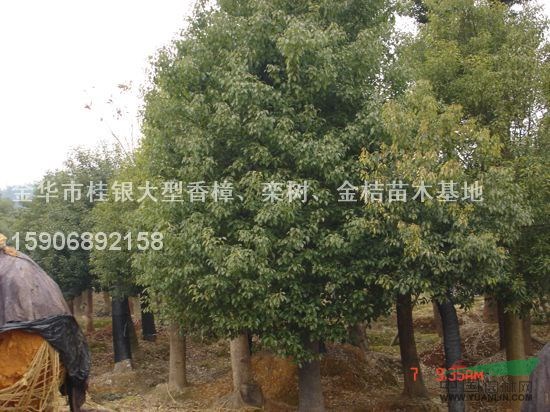 截桿香樟5供應(yīng)/截桿香樟5圖片