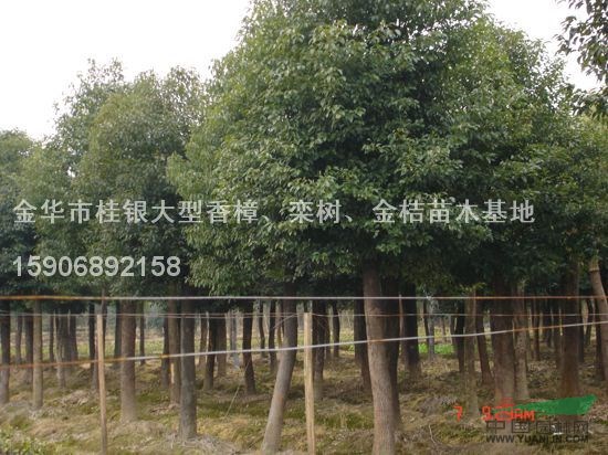 截桿香樟5供應(yīng)/截桿香樟5圖片