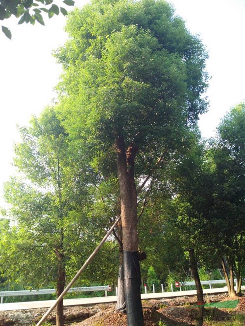 浙江骨架樟樹 香樟5介紹