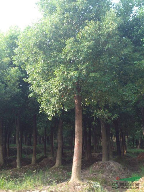 浙江骨架樟樹 香樟5介紹