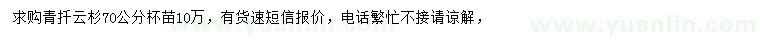 求購70公分青扦云杉