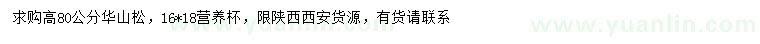求購高80公分華山松