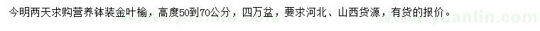 求購(gòu)高50-70公分金葉榆