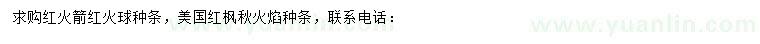 求購紅火箭紅火球種條、美國紅楓秋火焰種條