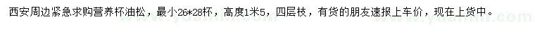 求購(gòu)1.5米高油松