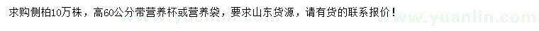 求購高60公分側(cè)柏