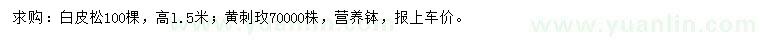 求購(gòu)高1.5米白皮松、黃刺玫