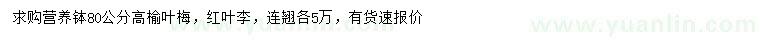 求購榆葉梅、紅葉李、連翹