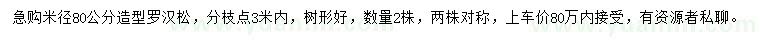 求購米徑80公分造型羅漢松