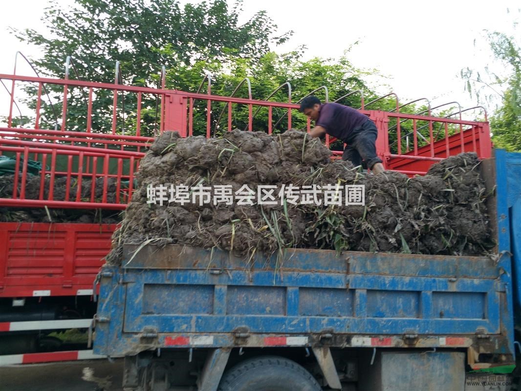 杭州蕭山大量供應(yīng)水蔥2000萬(wàn)芽，自產(chǎn)自銷，和其它水生植物。