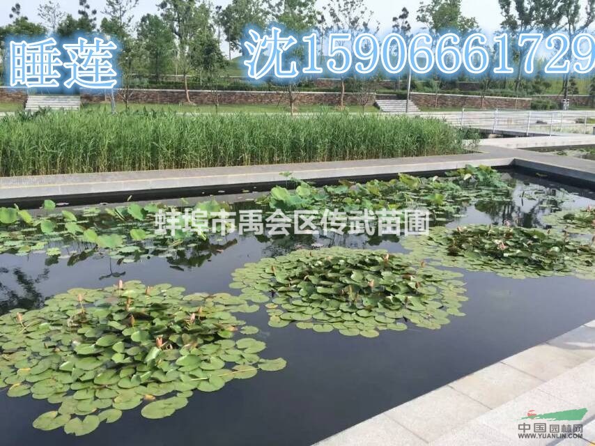 杭州蕭山大量供應(yīng)水蔥2000萬(wàn)芽，自產(chǎn)自銷，和其它水生植物。