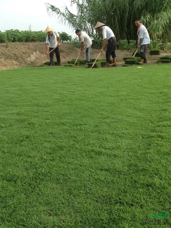 常州黄文明种植 百慕达草坪混播黑麦草120亩