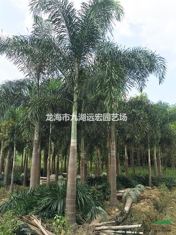 福建狐尾椰子 千畝狐尾椰子產(chǎn)地農(nóng)戶直銷，規(guī)格齊全