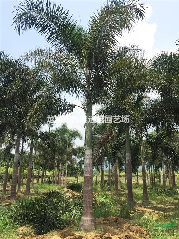 福建狐尾椰子 千畝狐尾椰子產(chǎn)地農(nóng)戶直銷，規(guī)格齊全