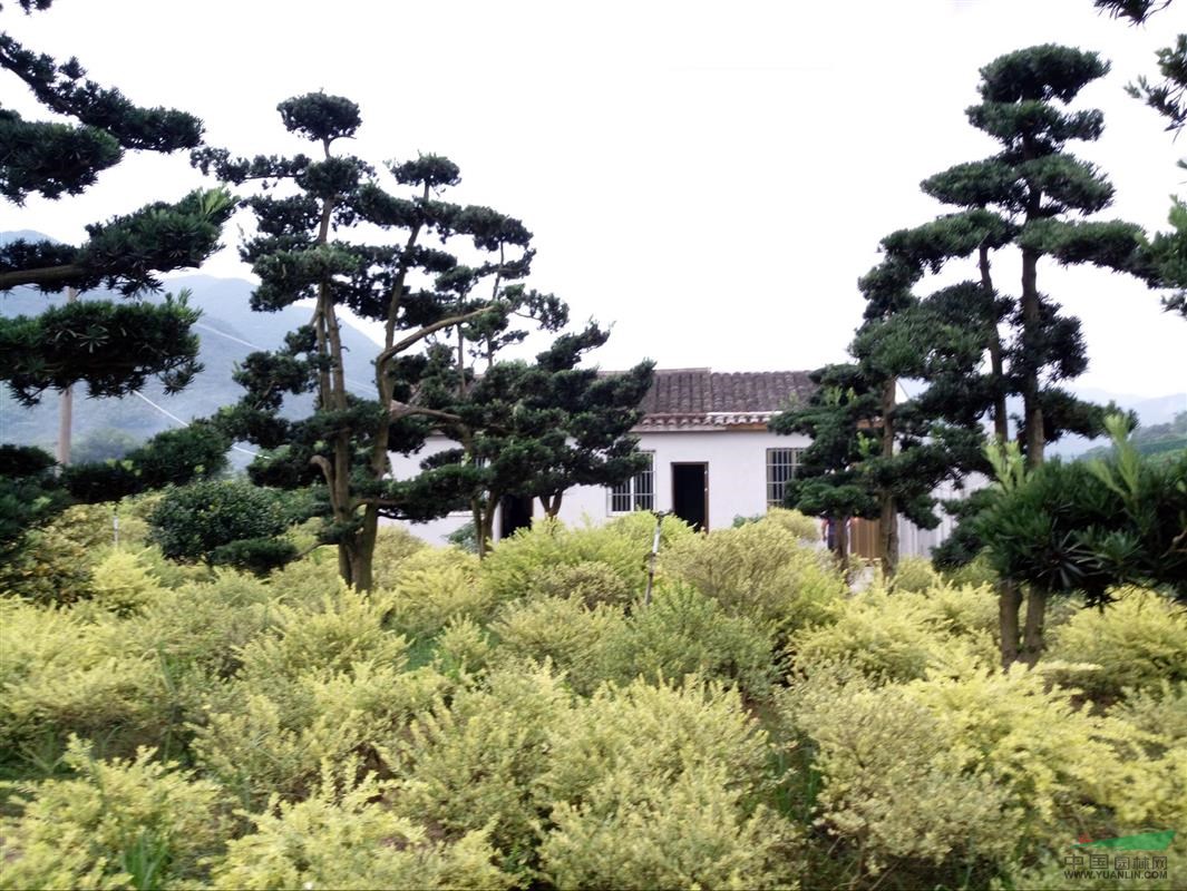 花葉香桃木
