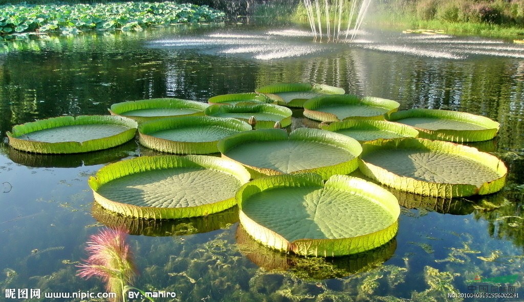 水生花卉報價荷花、水生鳶尾、千屈菜、菖蒲、香蒲、梭魚草、睡蓮