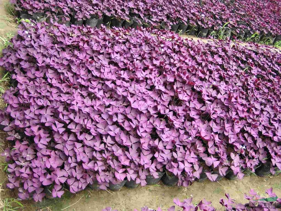 常綠草花紅花酢漿草價(jià)格、潢川紅花酢漿草售價(jià)、紅花酢漿草報(bào)價(jià)表