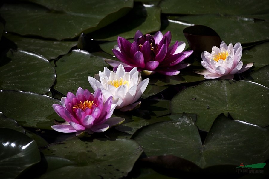 水生植物報價魚腥草、再力花、水生美人蕉、魚腥草、蘆葦、玉帶草