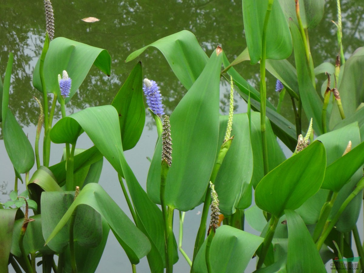 水生植物報價魚腥草、再力花、水生美人蕉、魚腥草、蘆葦、玉帶草