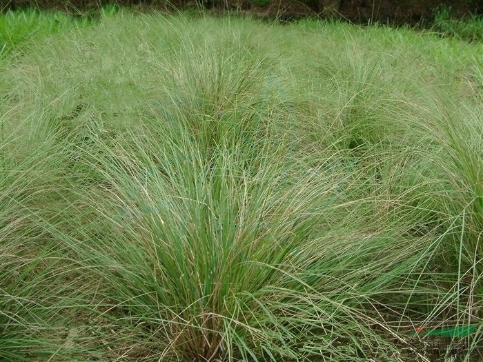 地被草坪價格本特四號草坪、早熟禾草坪、高羊茅草坪、黑麥草草坪