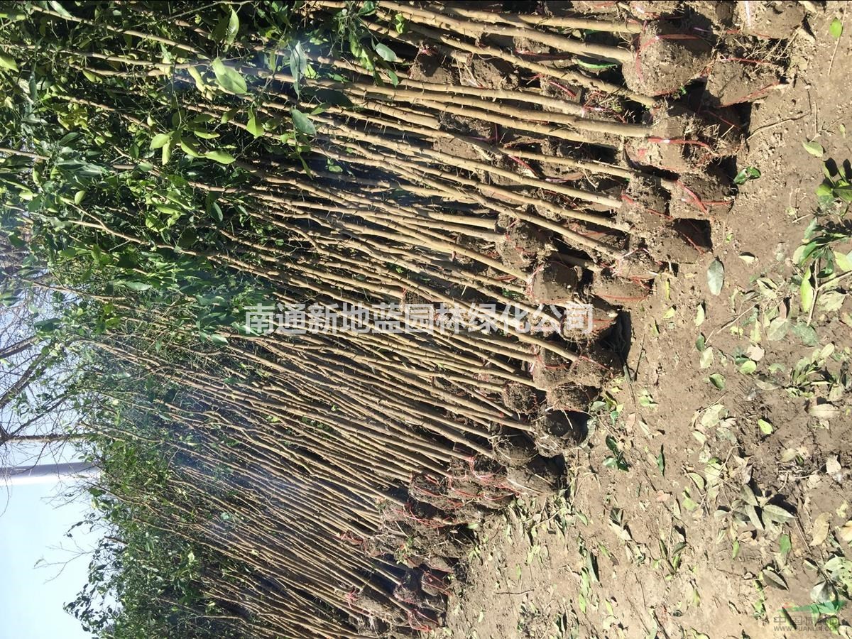 供应香樟树.香橼树