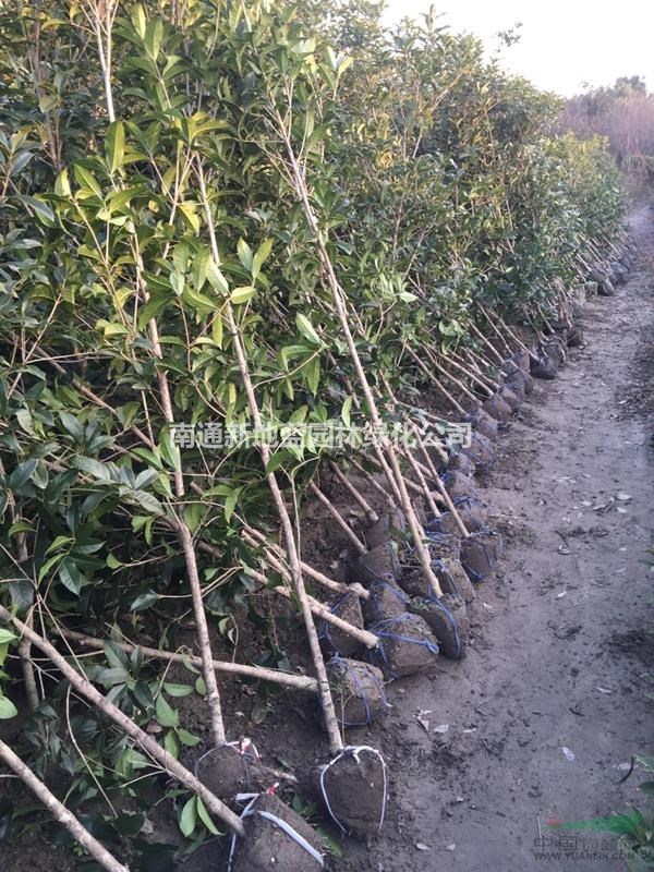 供应桂花苗，金桂