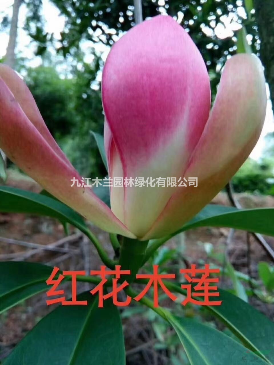 江西紅花木蓮2