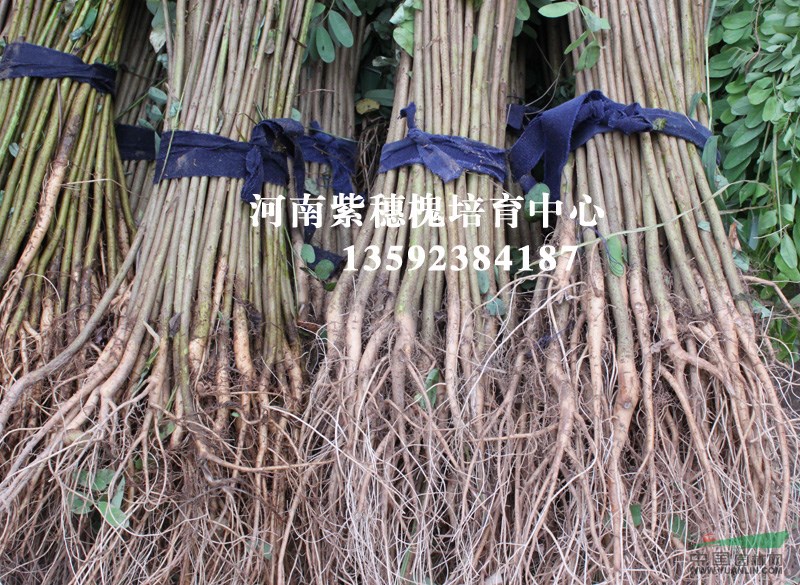 浮山縣供應紫穗槐那里多