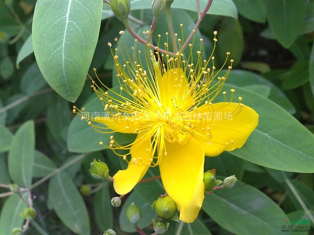 金森女貞 金葉女貞 金絲桃 紅花繼木 枸骨