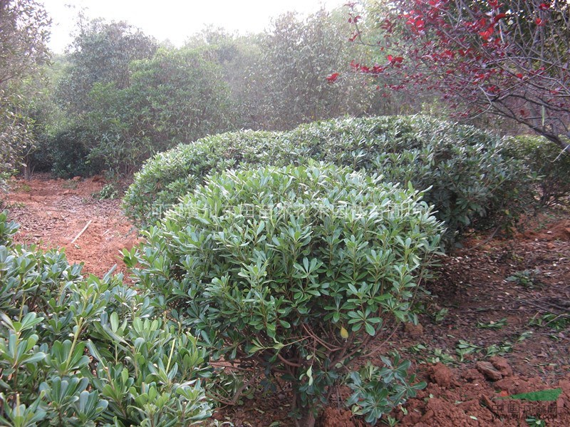 茶梅 刺柏 海桐 海桐球等花灌木報價表