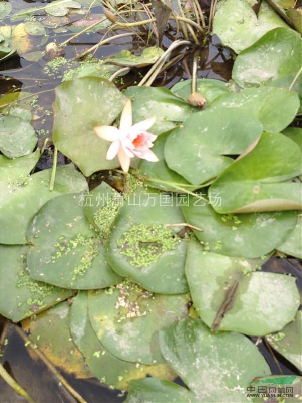 睡蓮，又稱子午蓮、水芹花 粉色睡蓮、野生睡蓮、矮睡蓮