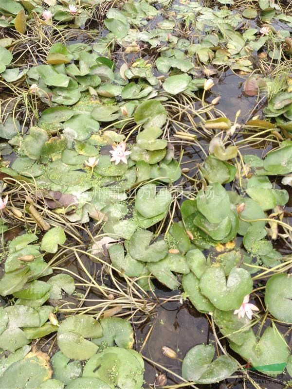 睡蓮，又稱子午蓮、水芹花 粉色睡蓮、野生睡蓮、矮睡蓮