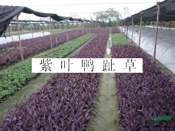 紫葉鴨跖草，別名：紫葉草、紫竹梅、紫錦草 紫葉鴨趾草