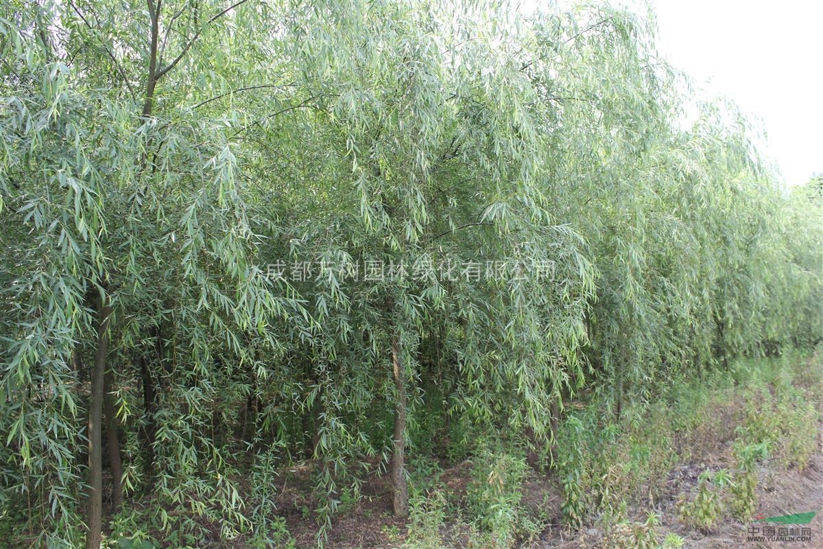 供應(yīng)柳樹 成都青皮垂柳 垂柳綠化苗 垂柳批發(fā) 萬樹園林供應(yīng)