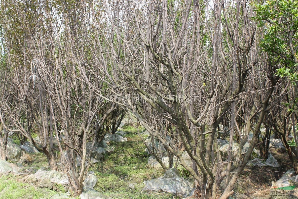 供應(yīng)花石榴 成都花石榴 花石榴苗木價(jià)格 萬(wàn)樹園林售