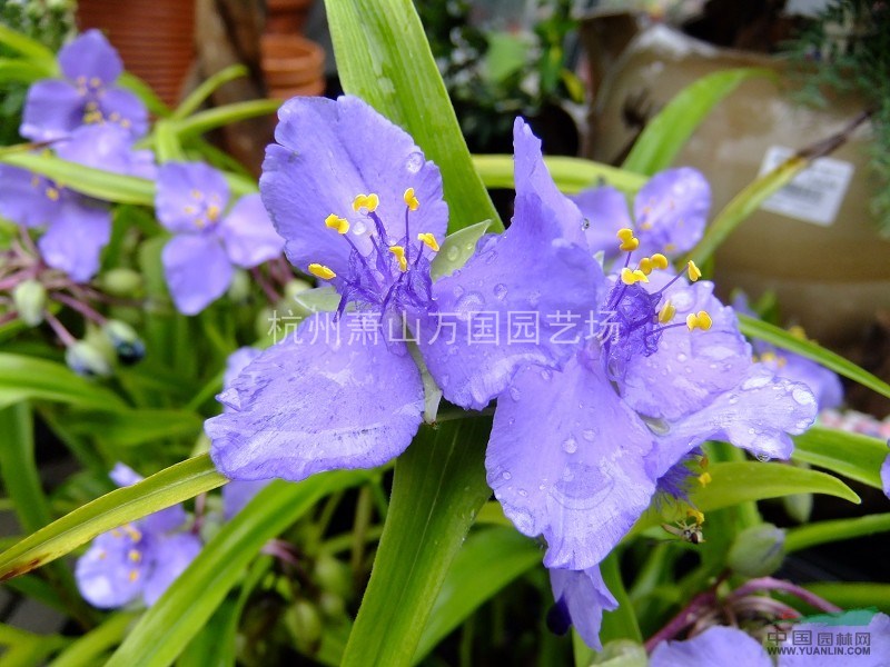 金葉紫露草 白花紫露草、紫花紫露草