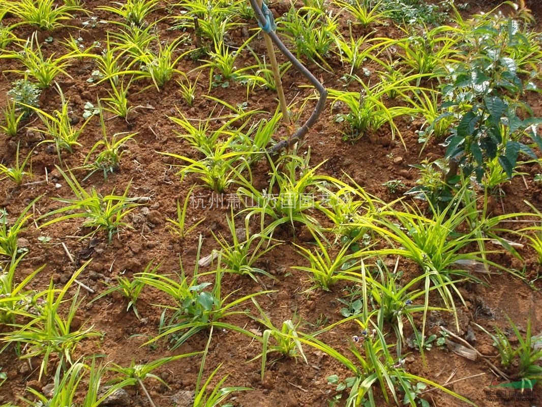 金葉紫露草 白花紫露草、紫花紫露草