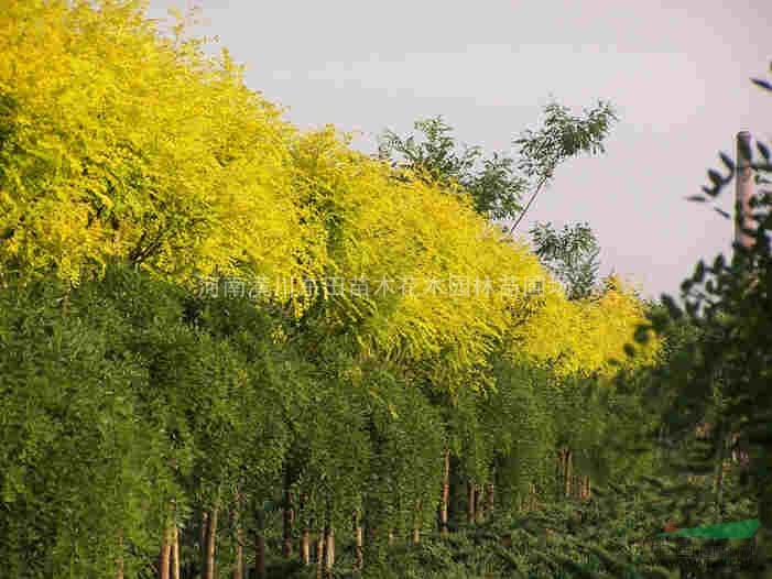 河南國槐 河南金枝國槐 河南垂槐 河南香花槐 河南龍爪槐