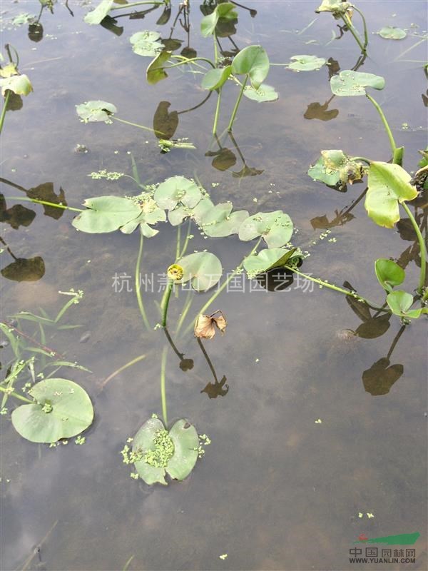 萍逢草 別名：黃金蓮 萍逢蓮