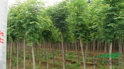 河南儈栢報價  國槐報價