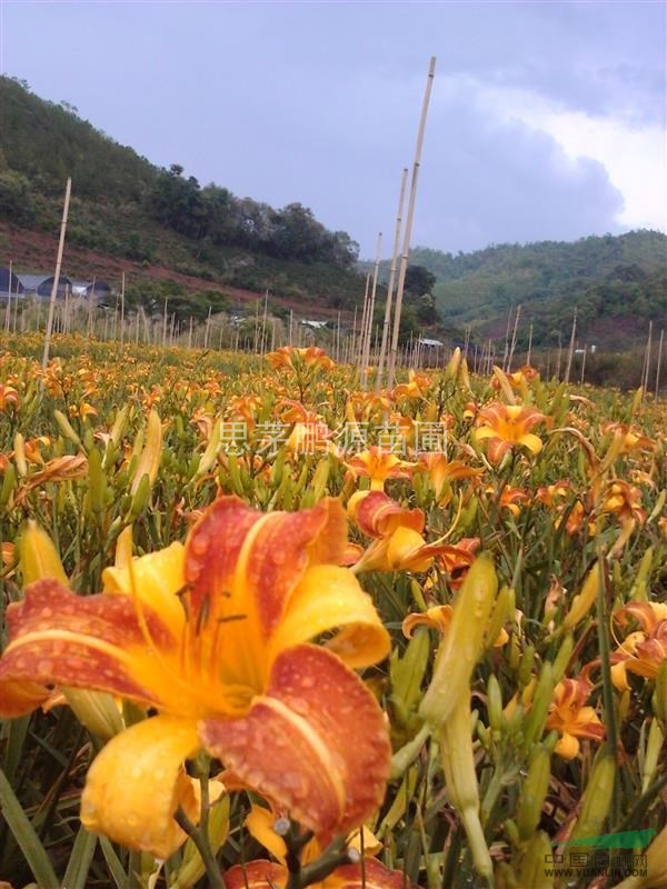 苗木供應大花萱草，紅運萱草，金光大道萱草