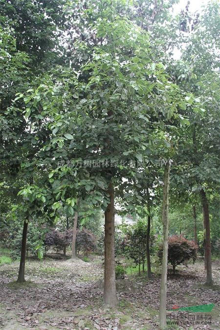 供應(yīng)香樟 熟貨香樟 12-14公分香樟 香樟照片 萬樹園林供
