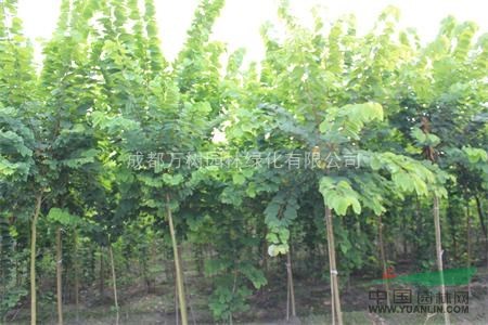 供應(yīng)羊蹄甲 成都羊蹄甲 羊蹄甲苗木供應(yīng) 萬樹園林供應(yīng)