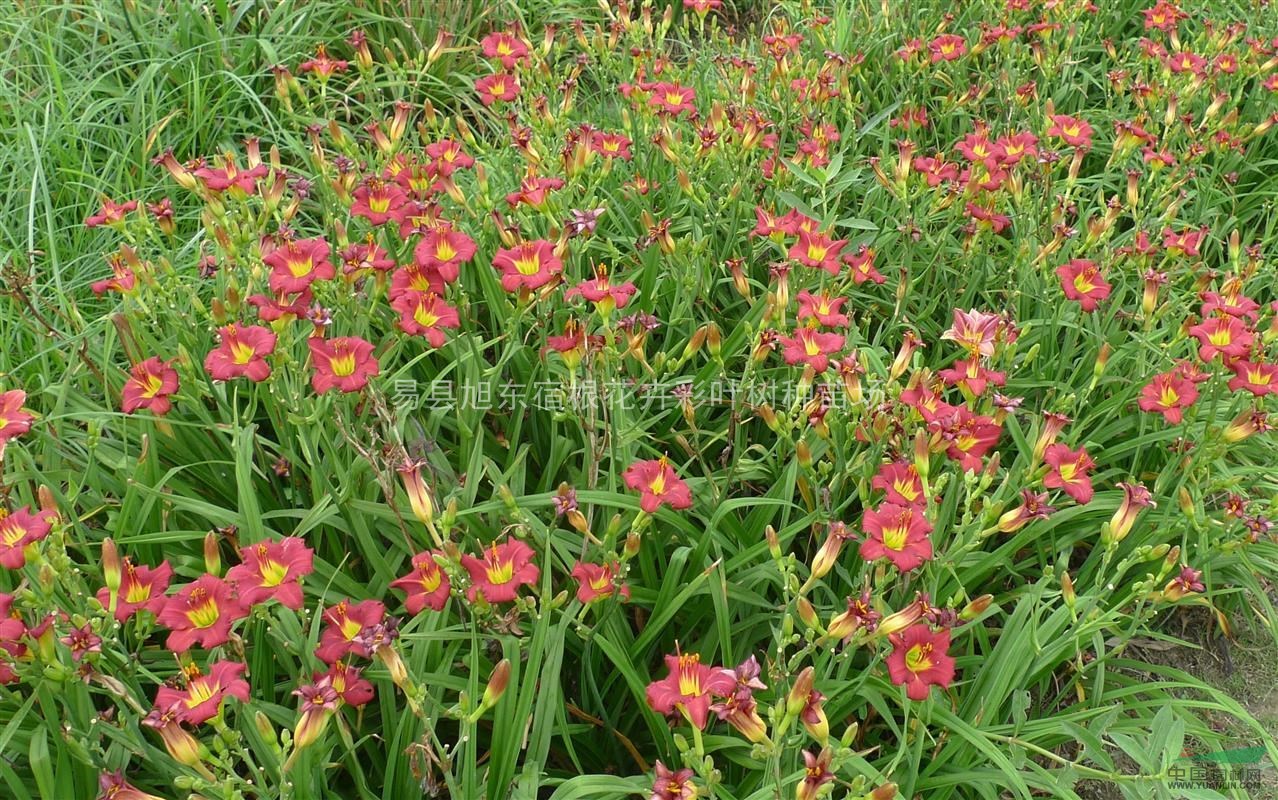 河北萱草看保定萱草基地，河北萱草價(jià)格看旭東萱草地