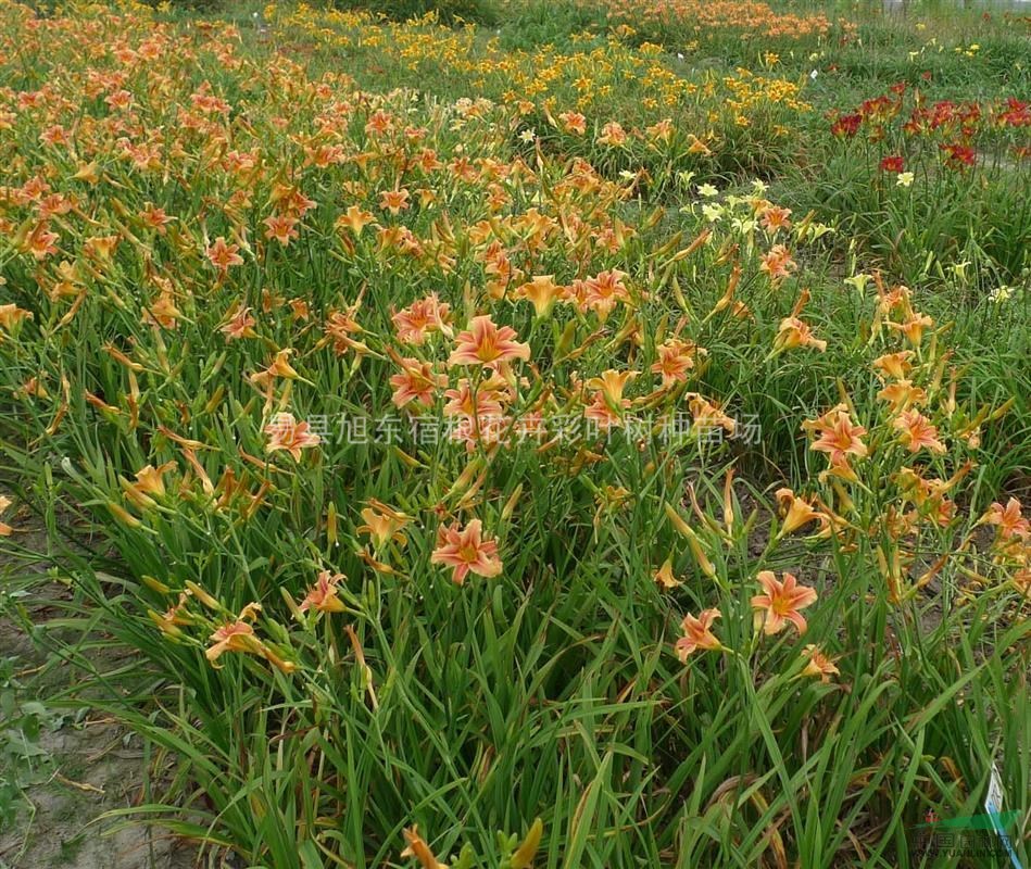 河北萱草看保定萱草基地，河北萱草價(jià)格看旭東萱草地