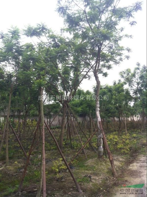 供應(yīng)14-15公分藍花楹 藍花楹價格 成都藍花楹 萬樹園林供