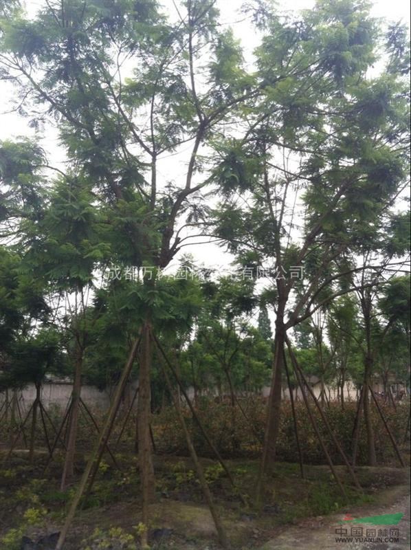 供應(yīng)14-15公分藍花楹 藍花楹價格 成都藍花楹 萬樹園林供